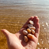 Cowrie Ring