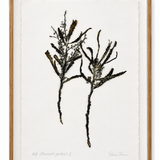 Patricia Fraser - Long leafed Sorgassun