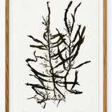 Patricia Fraser - Long leafed Sorgassun 2