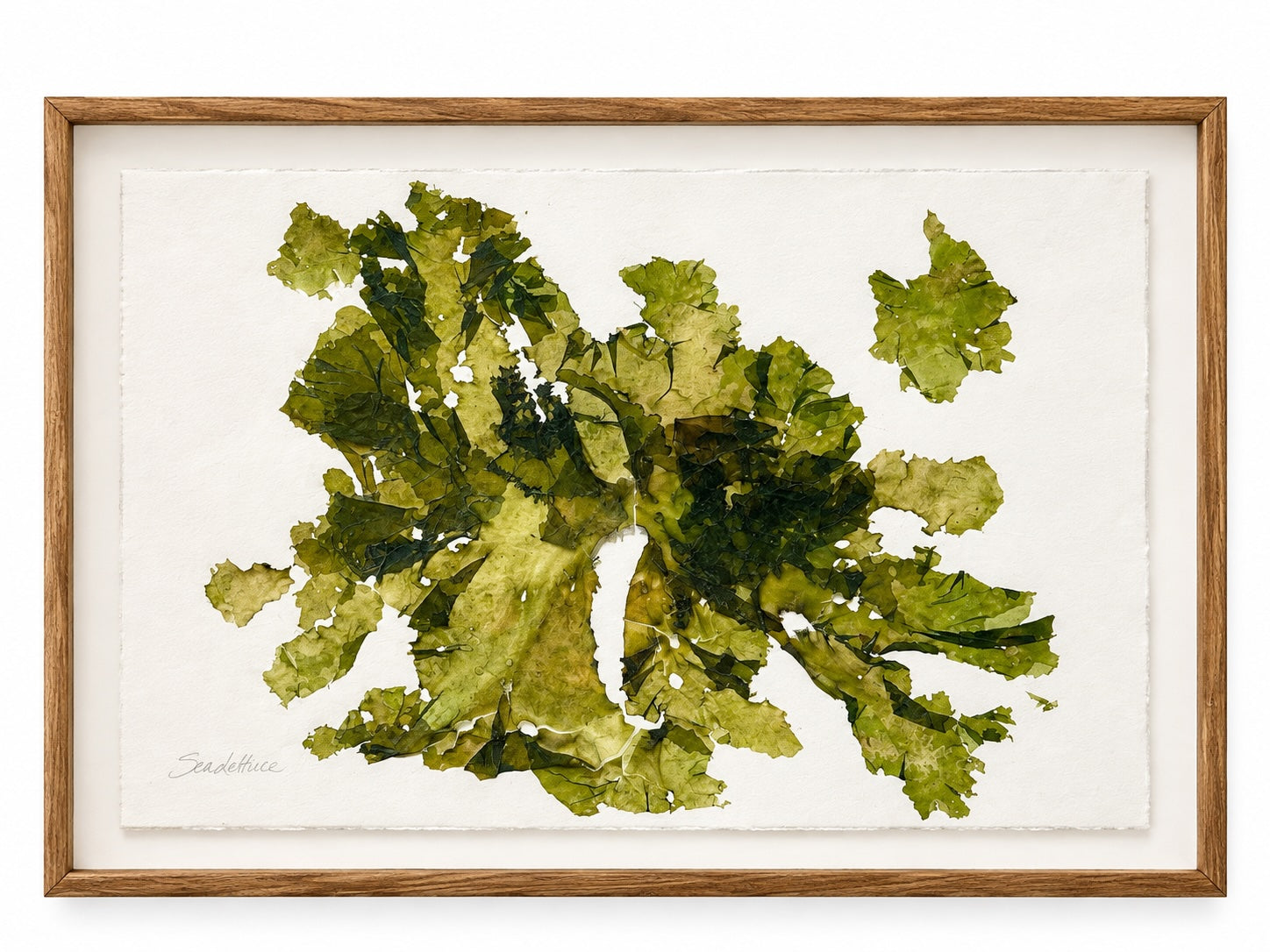 Patricia Fraser - Sea Lettuce