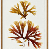 Patricia Fraser - Sunrise Sunet Spotted Dicyota