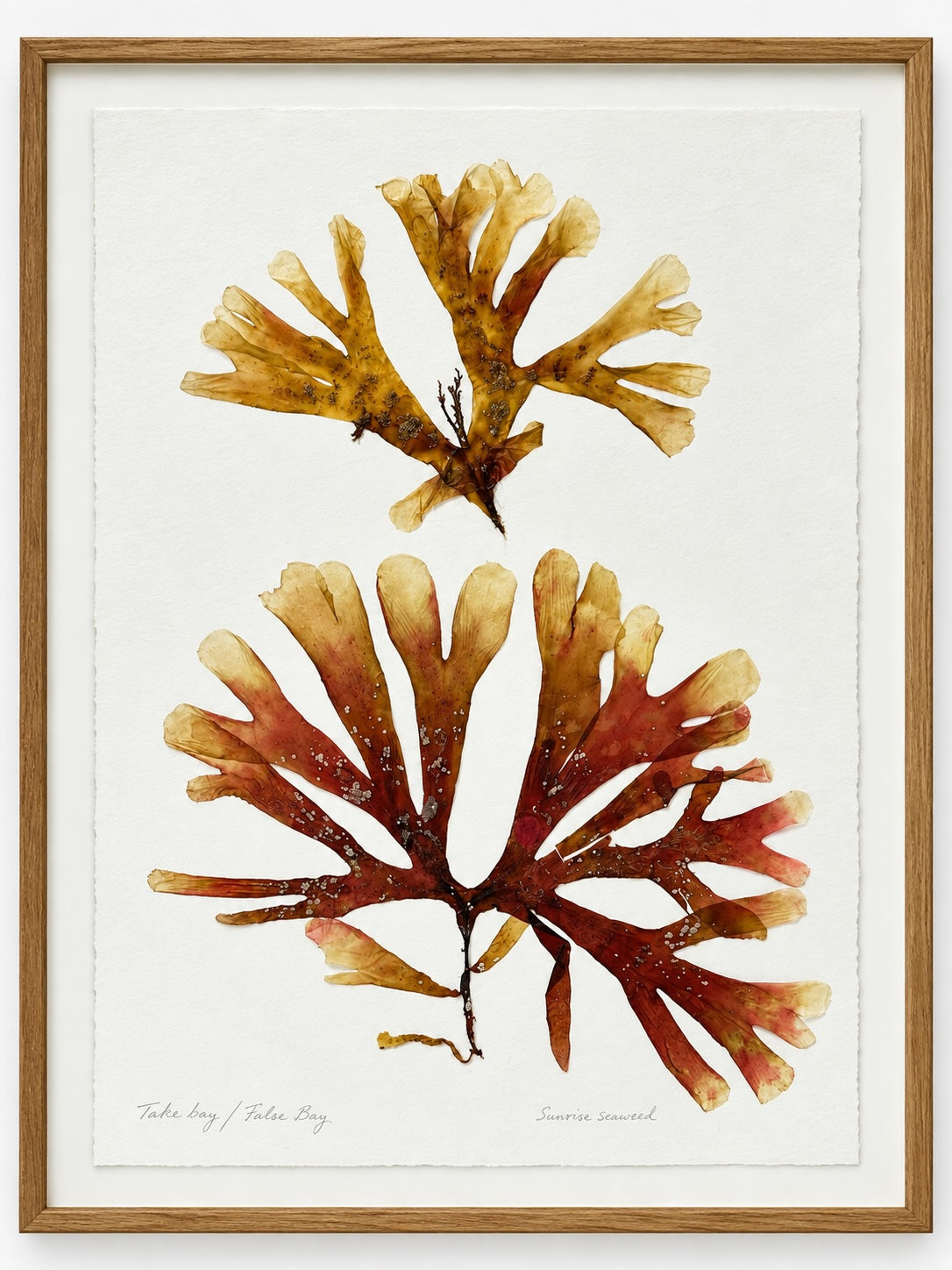 Patricia Fraser - Sunrise Sunet Spotted Dicyota