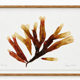 Patricia Fraser - Spotted Dictyota