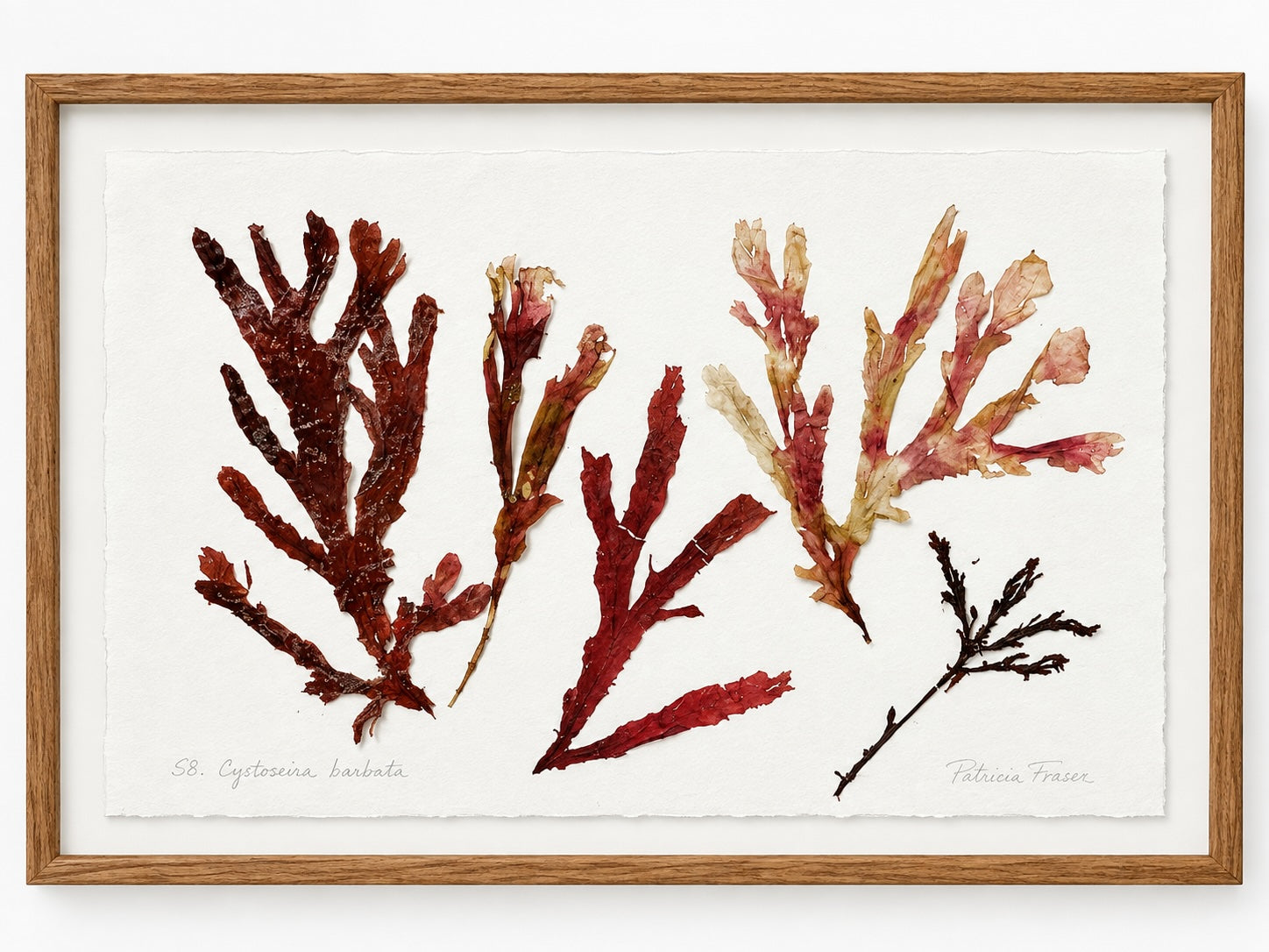 Patricia Fraser - Storm offerings veined tongues and oil-wedd 'red seaweeds'