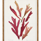 Patricia Fraser - Veined Tongues and Oil