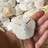 Baby Sand Dollar Necklace