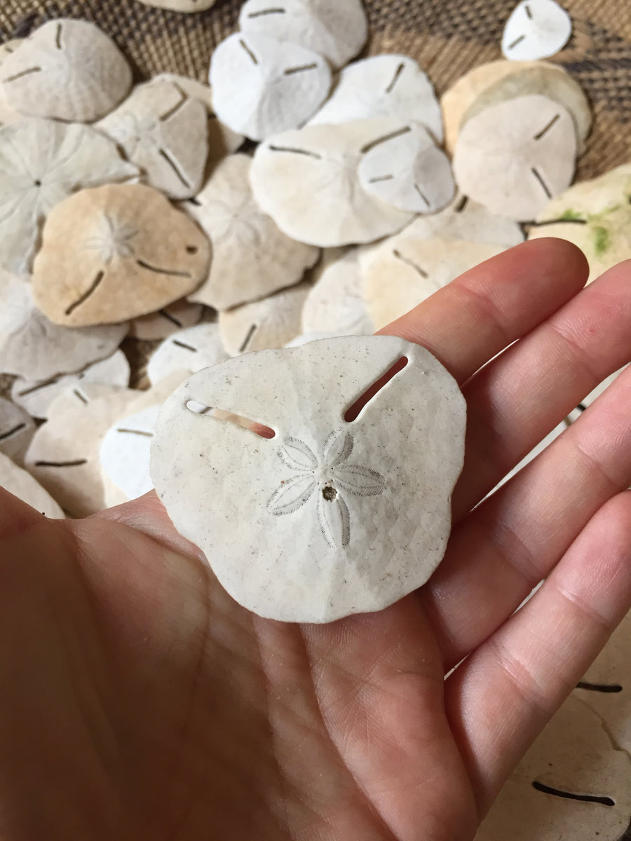 Baby Sand Dollar Necklace