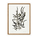 Patricia Fraser - Long leafed Sorgassun 2