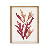 Patricia Fraser - Veined Tongues and Oil