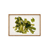 Patricia Fraser - Sea Lettuce