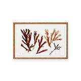 Patricia Fraser - Storm offerings veined tongues and oil-wedd 'red seaweeds'